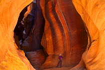 A woman canyoneer looking upwards in a chamber of light Pine Creek Canyon,  Zion National Park, Utah, June 2012. Model released