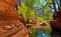 Canyon Tree Frogs (Hyla arenicolor) near pond along the lower reaches of Pine Creek, Zion National Park, Utah, USA, June