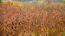A field of Teasel, an invasive species, Eastern Oregon, USA, September
