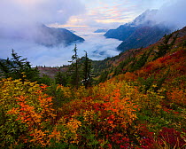 Autumn foliage in the North Cascades on a steep slope overlooking a mist filled valley, near the Canadian Border, Washington, USA. September 2012