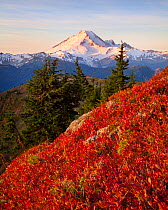 A field of Cascade Bilberries (Vaccinium deliciosum) overlooking Mount Baker in North Cascade mountains, Washington, USA. September