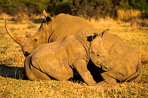 White rhinoceros (Ceratotherium simum) Entabeni Safari Conservancy, Limpopo region, Waterberg, South Africa, October