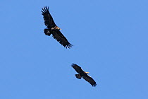 Eastern Imperial Eagle (Aquila heliaca) (bottom) and Cinereous Vulture (Aegypius monachus) (top) in flight. Extramadura, Spain, May.