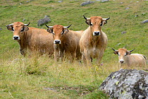 Aubrac Cows (Bos taurus) Auvergne, France, July.