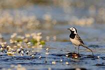 White Wagtail (Motacilla alba alba) perched on stone in river by  flowers. Extramadura, Spain, May.