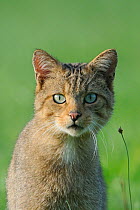 Wild Cat (Felis silvestris) portrait. Vosges, France, August.