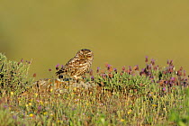 Little Owl (Athene noctua) perched in field with lavender flowers. Extramadura, Spain, May.