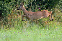 Roe Deer (Capreolus capreolus) jumping. Vosges, France, August.