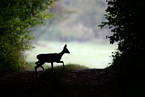 Roe Deer (Capreolus capreolus) male silhouetted. Vosges, France, August.