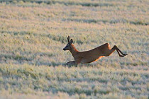 Roe Deer (Capreolus capreolus) male running in field. Vosges, France, August.