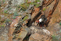 Black Storks (Ciconia nigra) mating at nest on cliff face. Extramadura, Spain, May.