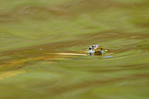 Viperine Snake (Natrix maura) at water surface. Extramadura, Spain, May.