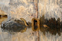 Viperine Snake (Natrix maura) in water, Extramadura, Spain, May.