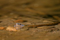 Viperine Snake (Natrix maura) in shallow water. Extramadura, Spain, May.