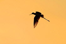 Black-winged Stilt (Himantopus himantopus) silhouetted in flight. Aude, France, July.