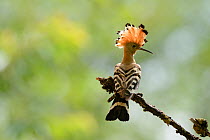 Eurasian Hoopoe (Upupa epops) perched. Vosges, France, June.