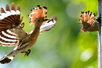 Eurasian Hoopoe (Upupa epops) adult arriving at nest box to feed young. Vosges, France, June.