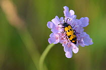 Longhorned Beetle (Leptura maculata) on flower. Lozere, France, July.