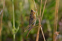 Heath Bush Cricket (Gampsocleis glabra) female. France, July.