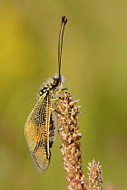 Owlfly (Libelloides longicornis). Lozere, France, July.