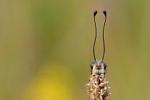 Antennae of Owlfly (Libelloides longicornis). Lozere, France, July.