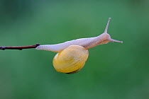 Garden / Grove Snail (Cepaea nemoralis) on twig. Vosges, France, May.