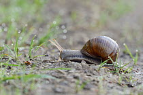 Bourgogne / Edible Snail (Helix pomatia). Vosges, France, June.