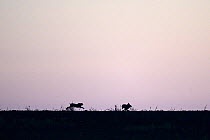 Hares (Lepus europaeus) chasing each other, silhouetted on horizon. Vosges, France, May.
