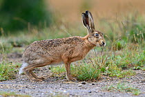 Hare (Lepus europaeus). Vosges, France, August.