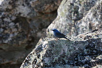 Blue Rock Thrush (Monticola solitarius) in rock. Extramadura, Spain, May.