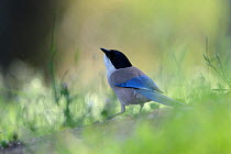 Azure Winged Magpie (Cyanopica cyanus). France, May.