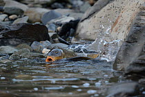 Common Carp (Cyprinus carpio) among rock and shallow water during spawning. Extramadura, Spain, May.