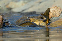 Common Carp (Cyprinus carpio) in shallow water during spawning. Extramadure, Spain, May.