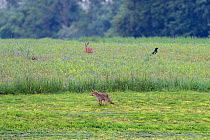 Red Fox (Vulpes vulpes), European Hare (Lepus europeaus) and Crow (Corvus corvus) in field. Vosges, France, July.
