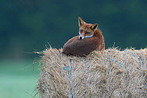 Red Fox (Vulpes vulpes) resting on hay bale. Vosges, France, July.