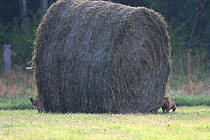 Red Foxes (Vulpes vulpes) playing around a bale of hay. Vosges, France, July.