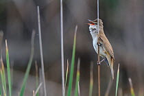 Great Reed Warbler (Acrocephalus arundinaceus) in song. Extramadura, Spain, May.