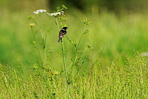 European Stonechat (Saxicola rubicola). Extramadura, Spain, May.