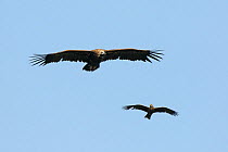 Cinereous Vulture (Aegypius monachus) (foreground) and Black Kite (Milvus migrans) in flight. Extramadura, Spain, May.