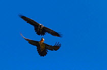Bearded vulture (Gypaetus barbatus) chasing a juvenile in flight. Simien National Park, Ethiopia, East Africa.