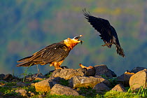 Bearded vulture (Gypaetus barbatus) calling at a Thick Billed Raven (Corvus crassirostris) as it lands. Simien National Park, Ethiopia, East Africa.