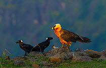 Bearded vulture (Gypaetus barbatus) with Thick Billed Ravens (Corvus crassirostris). Simien National Park, Ethiopia, East Africa.