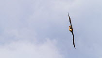 Bearded vulture (Gypaetus barbatus) in flight, banking. Simien National Park, Ethiopia, East Africa.
