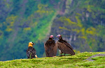 Bearded vulture (Gypaetus barbatus) and two Lappet-faced Vultures. Simien National Park, Ethiopia, East Africa.