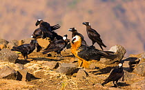 Bearded vulture (Gypaetus barbatus) surrounded by Thick-billed Ravens (Corvus crassirostris). Simien National Park, Ethiopia, Africa.