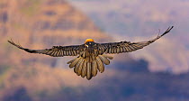 Bearded vulture (Gypaetus barbatus) in flight. Simien National Park, Ethiopia, Africa.