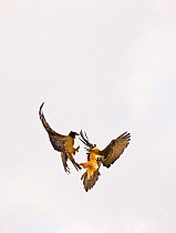 Bearded Vultures (Gypaetus barbatus) juvenile (left) and adult fighting in flight. Simien National Park, Ethiopia, Africa.