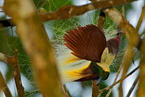 Emperor Bird of Paradise (Paradisaea guillermi) male hanging upsidedown in a tree, part of display, Huon Peninsula, Papua New Guinea
