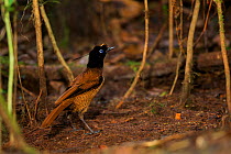 Wahnes's Parotia (Parotia wahnesi) young male at the display court of an adult male, practising in the absence of the other male, Papua New Guinea
