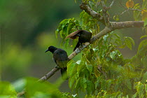Paradise Crow (Lycocorax pyrrhopterus) perched in a tree whilst another cleans its feather, in a rain forest clearing on Halmahera, Papua New Guinea
